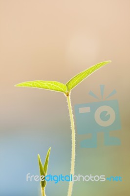 Young Green Leaf Stock Photo