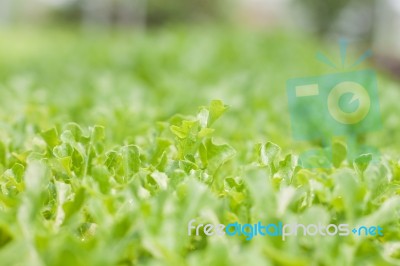 Young Green Oak In Organic Farm Stock Photo