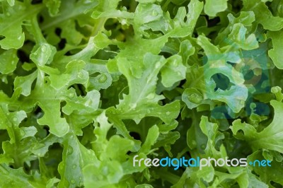 Young Green Oak In Organic Farm Stock Photo