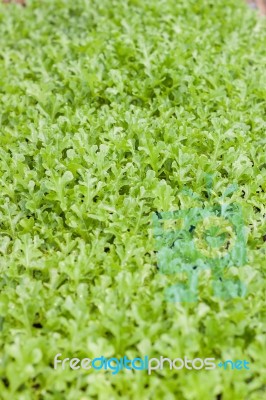 Young Green Oak In Organic Farm Stock Photo