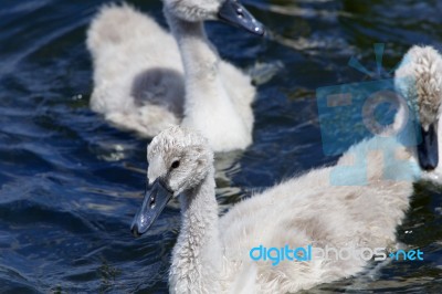 Young Grey Mute Swan Is Swimming Somewhere Stock Photo