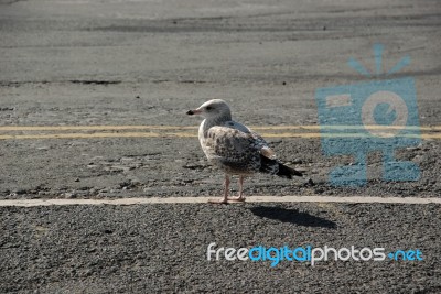 Young Gull Stock Photo