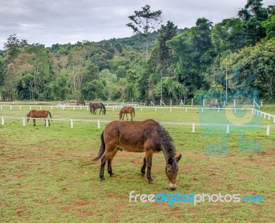 Young Horse Eating Grass In Farm Stock Photo