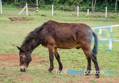 Young Horse Eating Grass In Farm Stock Photo