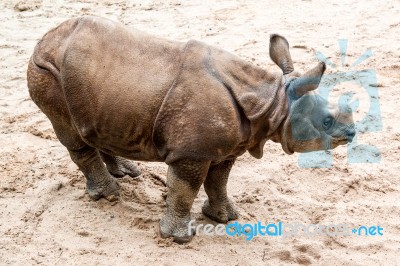 Young Indian One-horned Rhinoceros (6 Months Old) Stock Photo