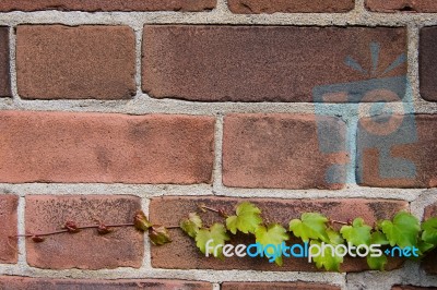 Young Ivy On Brick Wall Stock Photo