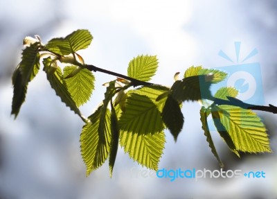 Young Leaves Stock Photo