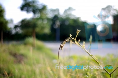 Young Lizard Climbing On The Tree Branch Stock Photo