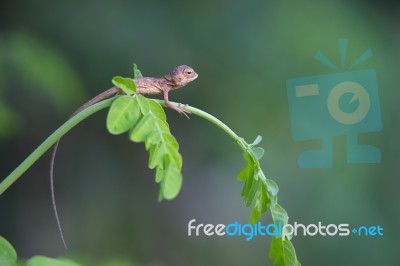 Young Lizard Climbs On  Moringa Leaves Stock Photo