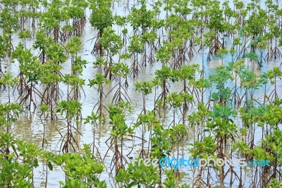 Young Mangrove Plants Stock Photo