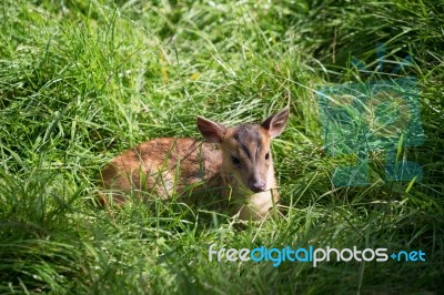 Young Muntjac Deer (muntiacus) Sitting In The Sunshine Stock Photo