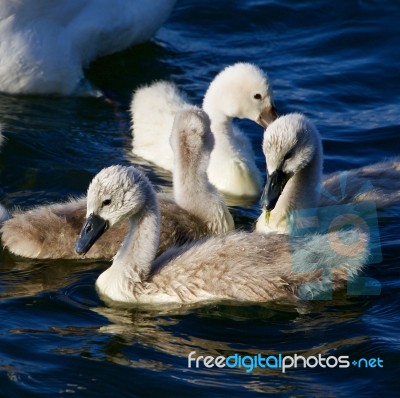 Young Mute Swans Are Swimming In The Lake Stock Photo