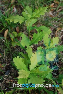 Young Oak Trees Stock Photo