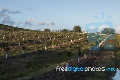 Young Orchard Of Orange Trees Stock Photo