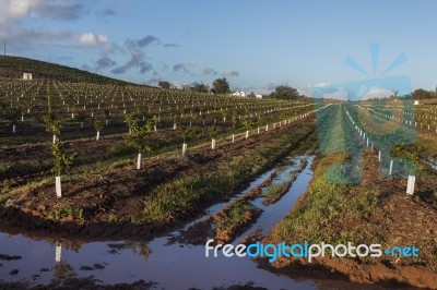 Young Orchard Of Orange Trees Stock Photo