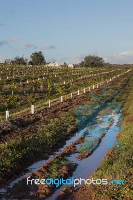 Young Orchard Of Orange Trees Stock Photo