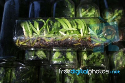 Young Orchid Plants In Flasks From Tissue Culture Stock Photo