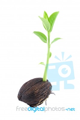 Young Othalanga Sprout And Leaf Right Side On White Background Stock Photo