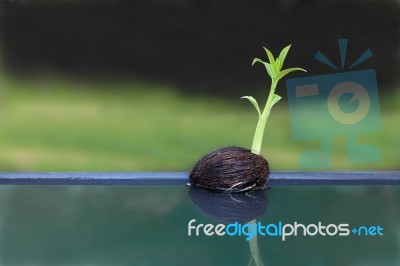 Young Othalanga Sprout Seed Float On Pond Stock Photo