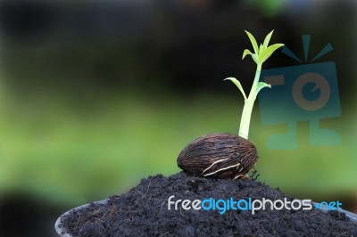 Young Othalanga Sprout Seed On Plant Pot Stock Photo