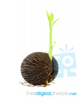 Young Othalanga Sprout Seed On White Background Stock Photo