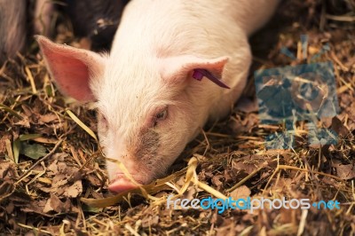 Young Pig Stock Photo