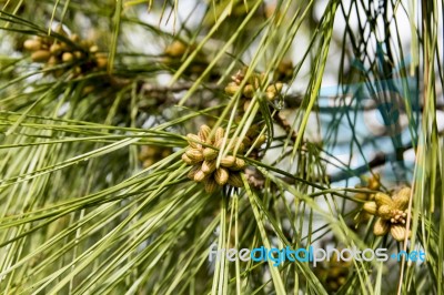 Young Pine Cone Stock Photo