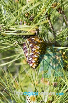 Young Pine Cone Stock Photo