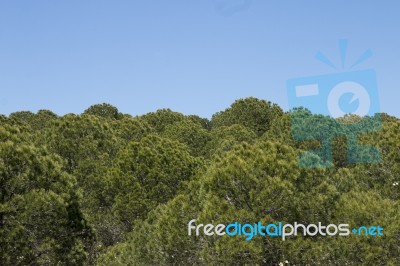 Young Pine Trees Stock Photo
