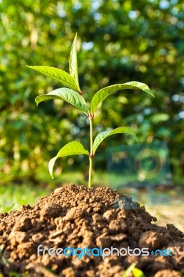 Young Plant Stock Photo