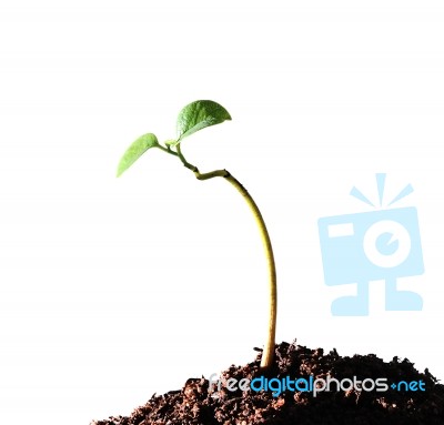 Young Plant With Soil Stock Photo