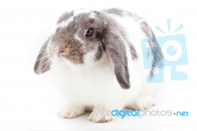 Young Rabbit Stock Photo