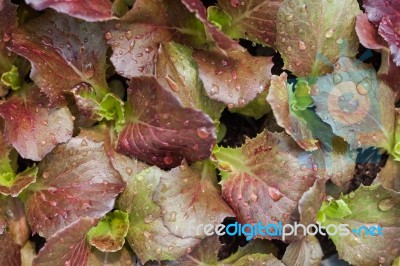 Young Red Coral Salad Plant In Organic Farm Stock Photo