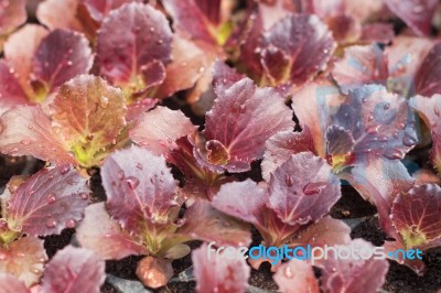 Young Red Coral Salad Plant In Organic Farm Stock Photo