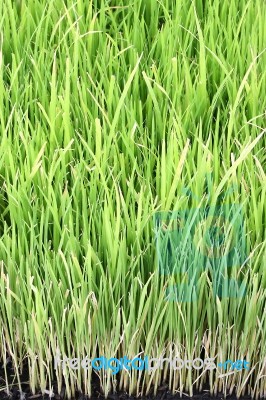 Young Rice Plant In Natural Field Stock Photo