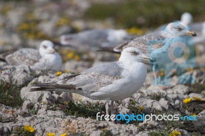 Young Seagulls Near The Cliffs Stock Photo