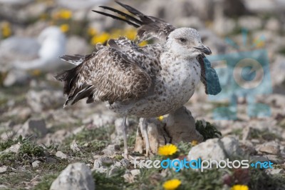 Young Seagulls Near The Cliffs Stock Photo