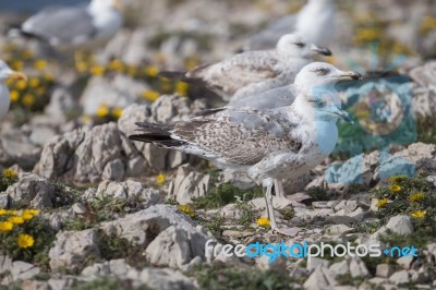 Young Seagulls Near The Cliffs Stock Photo