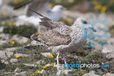 Young Seagulls Near The Cliffs Stock Photo