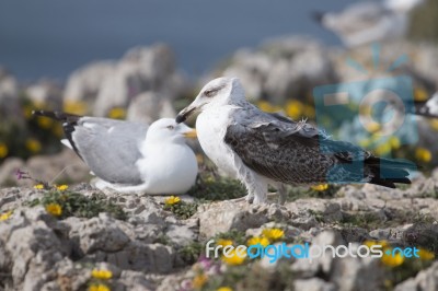 Young Seagulls Near The Cliffs Stock Photo