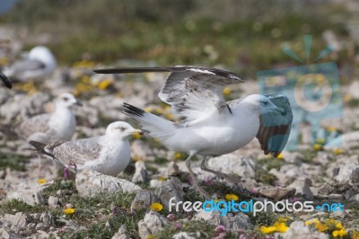 Young Seagulls Near The Cliffs Stock Photo