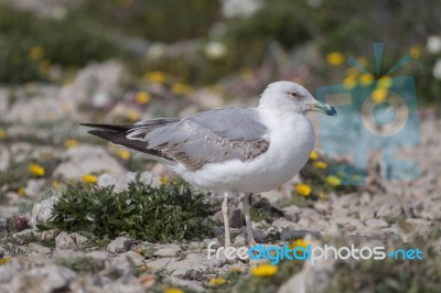 Young Seagulls Near The Cliffs Stock Photo