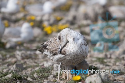 Young Seagulls Near The Cliffs Stock Photo