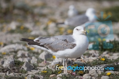 Young Seagulls Near The Cliffs Stock Photo