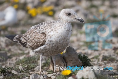 Young Seagulls Near The Cliffs Stock Photo