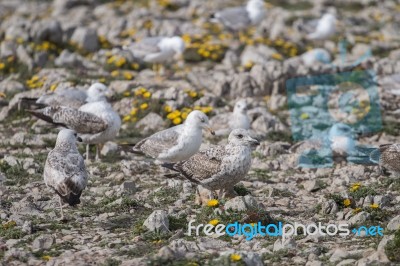 Young Seagulls Near The Cliffs Stock Photo