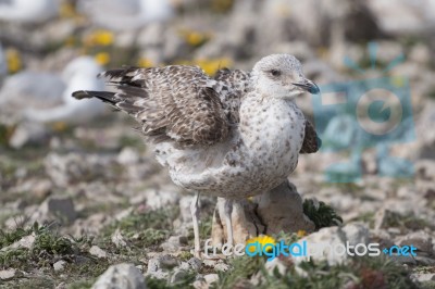 Young Seagulls Near The Cliffs Stock Photo