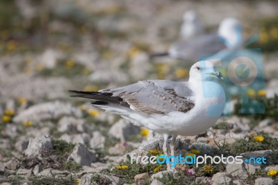 Young Seagulls Near The Cliffs Stock Photo