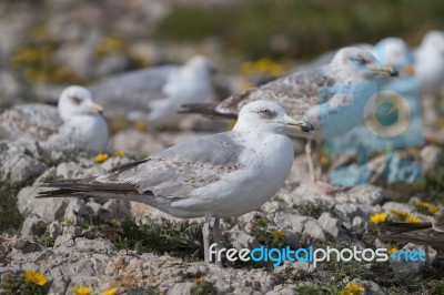 Young Seagulls Near The Cliffs Stock Photo