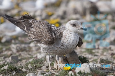 Young Seagulls Near The Cliffs Stock Photo